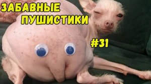 Я РЖАЛ ДО СЛЕЗ 😹 СМЕШНЫЕ КОШКИ И СОБАКИ  СМЕШНЫЕ ЖИВОТНЫЕ 2025 😹 ЛУЧШИЕ ПРИКОЛЫ #31