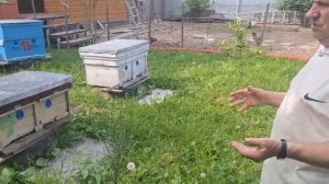 Не даём роиться пчёлам