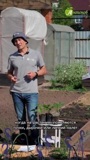 Кто ест листья перца?!