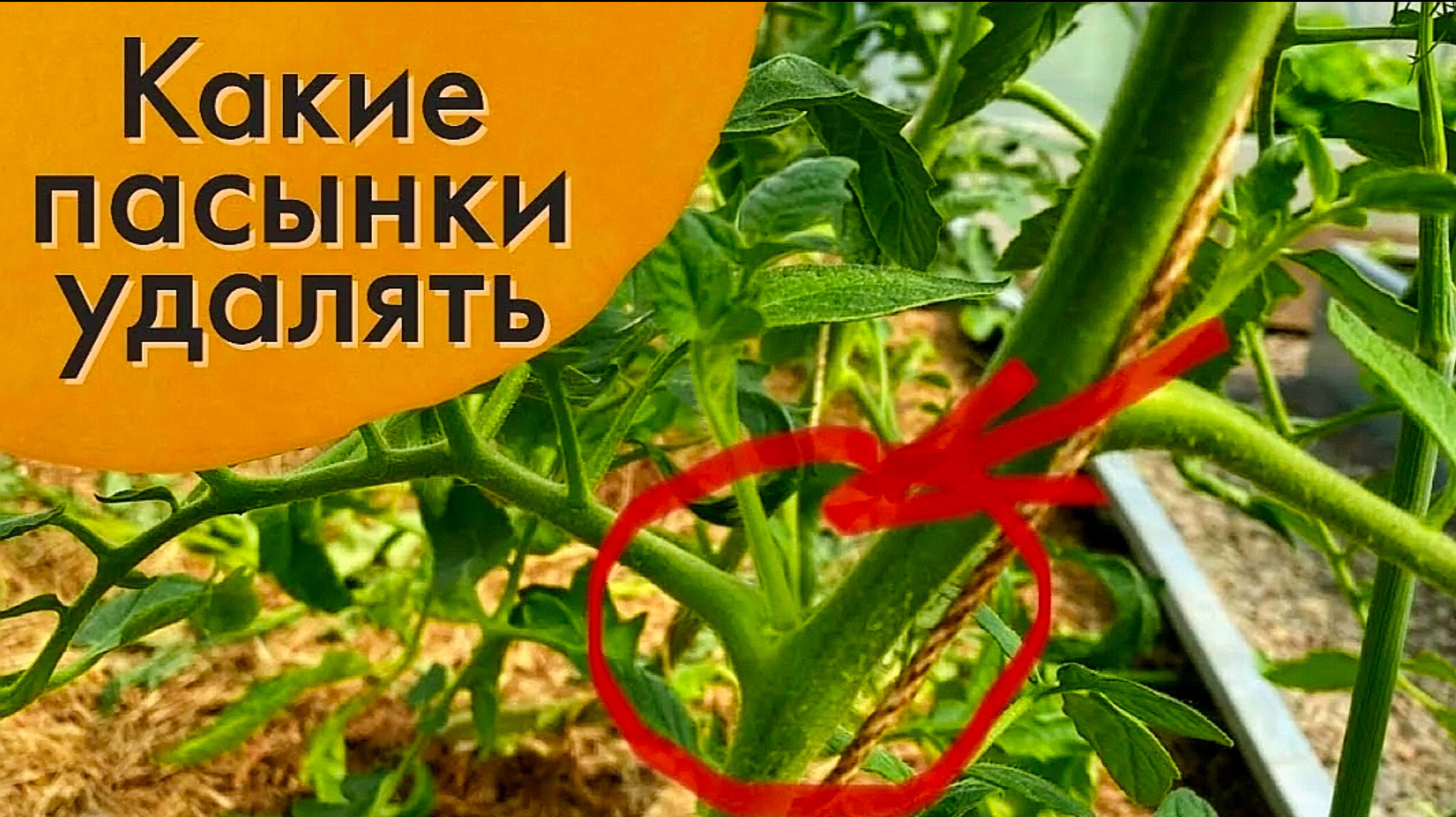 ПАСЫНКОВАНИЕ ТОМАТОВ