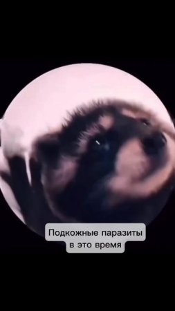 "У домашних котов нет паразитов" (с)