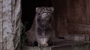 Манул Тимофей вышел попрощаться с гостями. Московский зоопарк