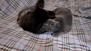 Котята на диване.