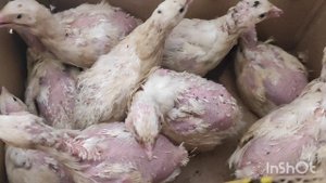 Новые жильцы в перепелятнике.