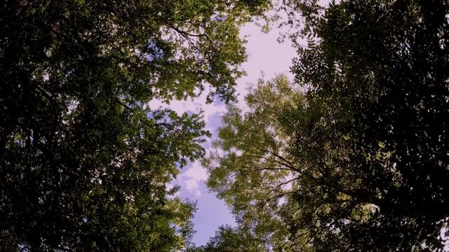 Лесное умиротворение 🌿 Покой среди листвы и света