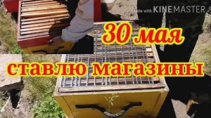 Ставлю магазины и корпуса! Надеюсь мед будет--погода отличная!!!/ Пчеловодство на Урале