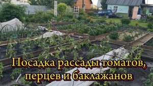 Как правильно посадить рассаду томатов, перцев, баклажанов.