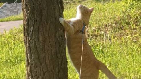 ЗОЖ на свежем воздухе: репортаж от кота Бублика 🐱🌿