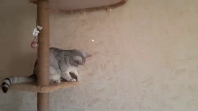 Василиса играет с лазерной указкой смотреть онлайн