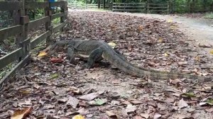 ВАРАН Звук Варана