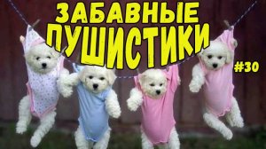 Я РЖАЛ ДО СЛЕЗ 😹 СМЕШНЫЕ КОШКИ И СОБАКИ  СМЕШНЫЕ ЖИВОТНЫЕ 2025 😹 ЛУЧШИЕ ПРИКОЛЫ #30