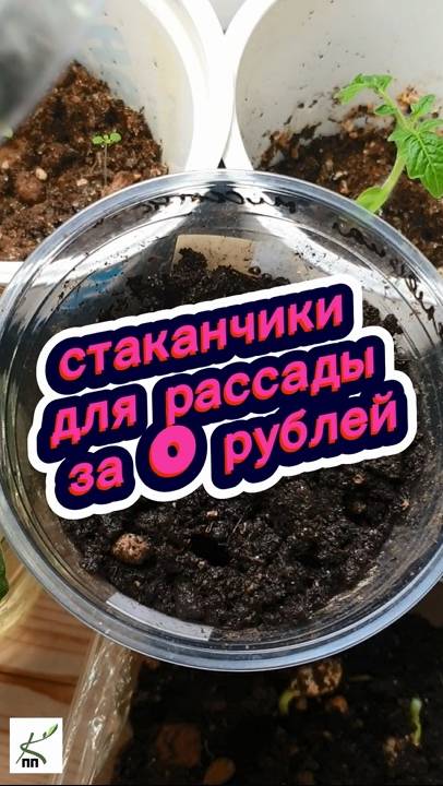 ЛАЙФХАК ДЛЯ САДОВОДА: СТАКАНЧИКИ ДЛЯ РАССАДЫ СВОИМИ РУКАМИ БЕСПЛАТНО #рассада #огород #лайфхаки