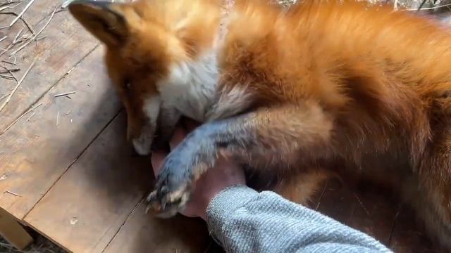 Алиса - лиса. Игнис отдыхает смотреть онлайн