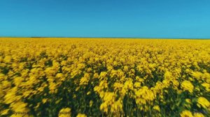 Мелодия, превращающая заднее сиденье в лучший номер отеля - The End -- A. Cooper -- The Start