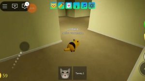 как получить кота акулу в роблокс (игра с котятами)