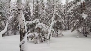 Голоса зимующих птиц. Удивительный мир звуков природы