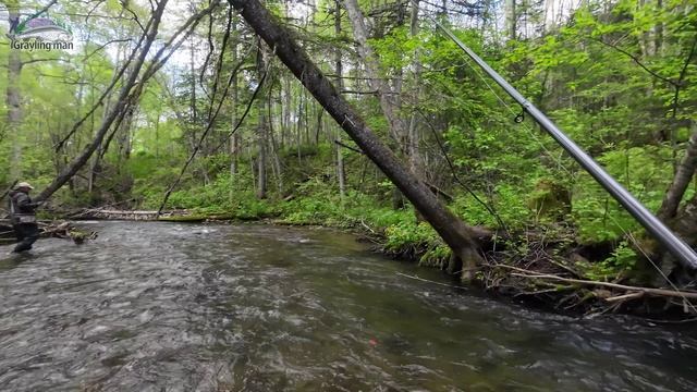 Рыбалка на горной реке в конце мая. Выдры съели всю рыбу.