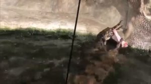 Обед в Ялтинском крокодиляриуме