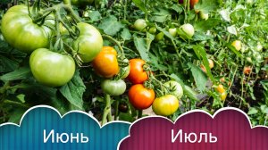 РАБОТЫ дачника в ИЮНЕ-ИЮЛЕ