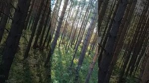 жизнь в лесу