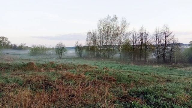 Рассвет. Утро. Туман. Пение птиц весной.