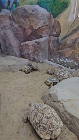 Леопардовая черепаха в Казанском зоопарке: знакомство 📆
