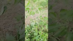 03.06.2025 яблоня Иноред стори