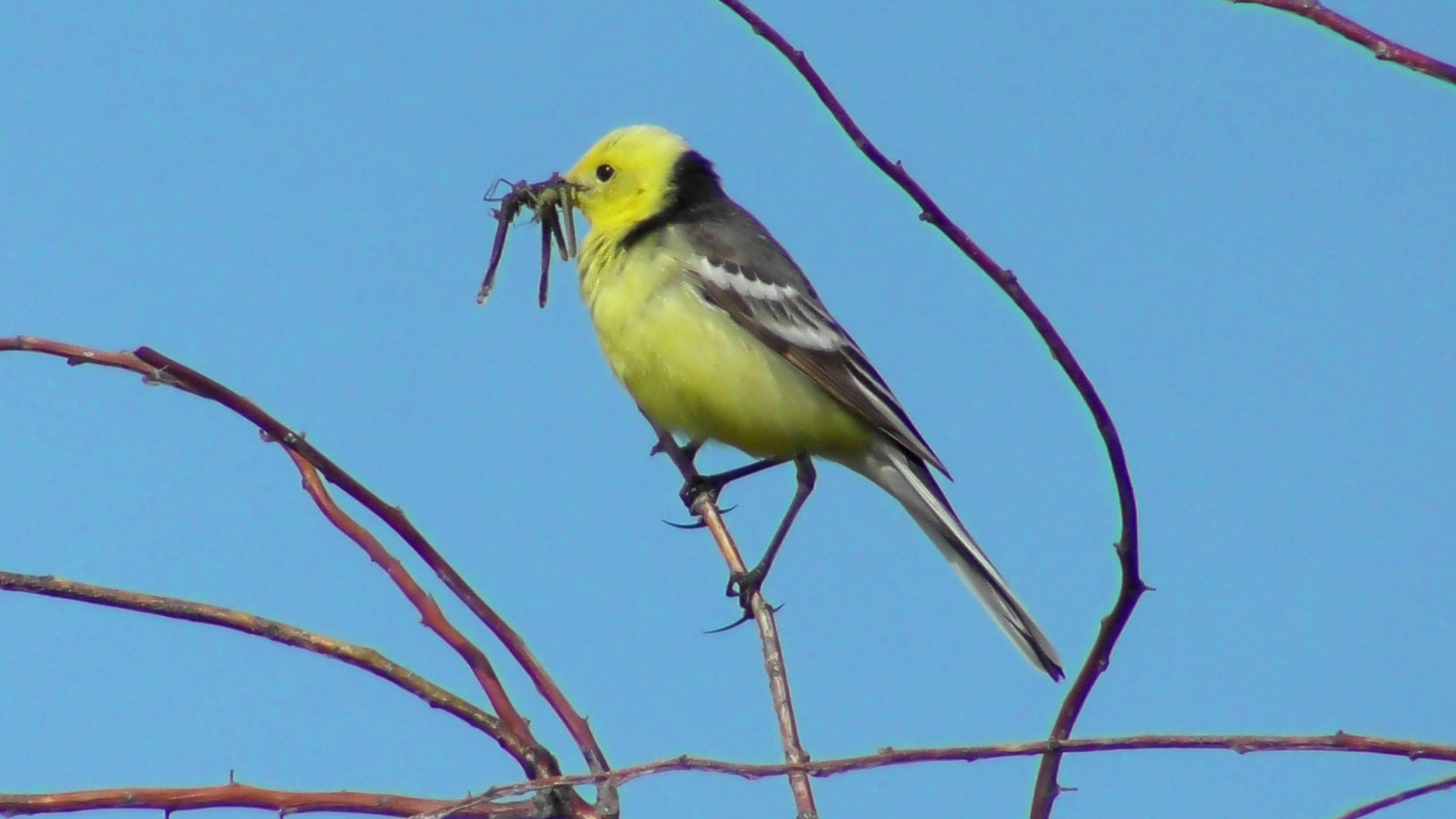 Желтоголовая трясогузка  ( Motacilla citreola )