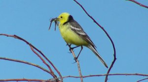 Желтоголовая трясогузка  ( Motacilla citreola )