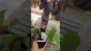 Докупила пару кабачков и патиссон #провансаллочка #рассада #кабачки #патиссон #садоводничество