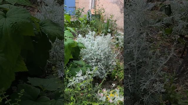 Есть идея перейти на серию коротких видео #провансаллочка