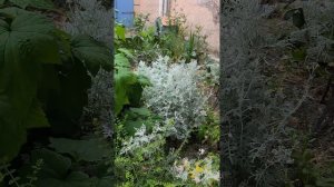 Есть идея перейти на серию коротких видео #провансаллочка