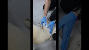 Коннор. Повторный приём