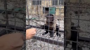 Тайганские морпехи такие шустрики #Парк львов Тайган #тайган