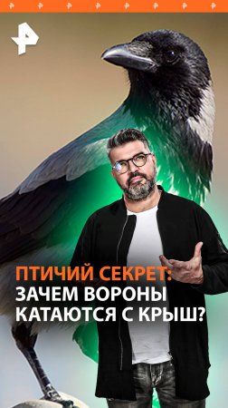 Зачем вороны катаются с крыш: биолог раскроет секрет / “Знаете ли вы, что…”