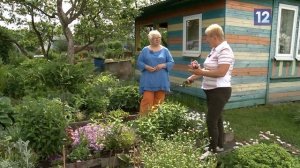 Дачные советы: работы в июне
