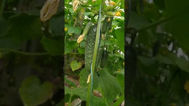 Собираем огурец смотреть онлайн