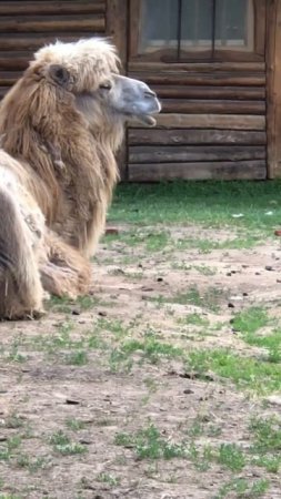 Мне бы такую причёску верблюд