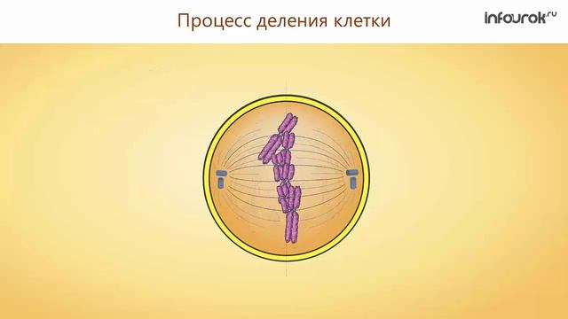 7. Жизненные процессы клетки. Их значение. Роль ферментов в обмене веществ. Деление. Рост и развитие