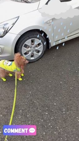 #Ника#пудель#мини#красотка# север#Nika.poodle