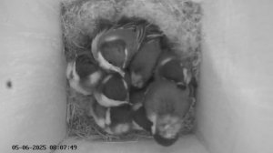 Синичник - День пятьдесят второй (05.06.2025) часть 1