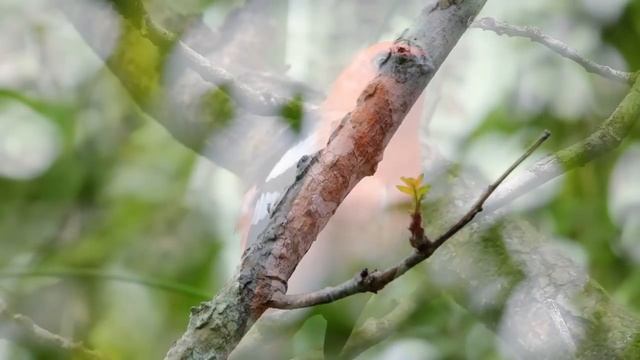 The Most Colorful Birds in the World _ Breathtaking Nature & Wonderful Birds Son