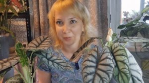 Цветение алоказий