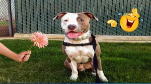 Забавные видеоклипы с животными 😹🐶 Подборка самых смешных моментов с кошками и собаками 😁.