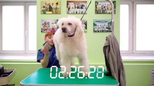 Подснежник (пострижка, "запущенного" пса)