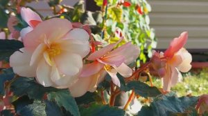 Прекрасные осенние цветы | 2023 | Beautiful autumn flowers || Full HD