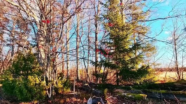 Осеннее предлесье. Яркие краски осени на ярком солнце. Шум ветра. Видео для релакса.