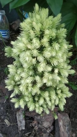 Красивая ель