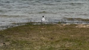 озеро Белое