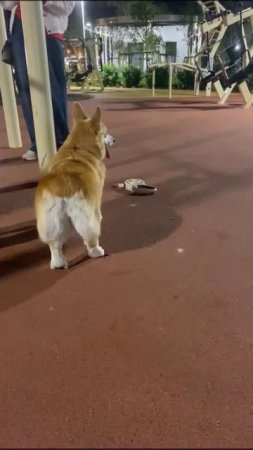 Руби каждый вечер занимается в сквере Серова